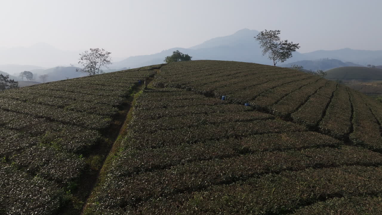 Drone flight above tea field rows divided by a narrow path on a hill, with distant mountains in Long Coc, Phu Tho, Vietnam