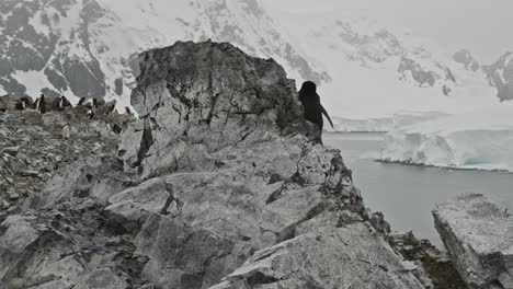 Revelación-De-Pingüinos-Parte-De-Una-Gran-Colonia-En-La-Cima-De-Una-Montaña-O-Colina-En-La-Antártida,-Ubicación-épica