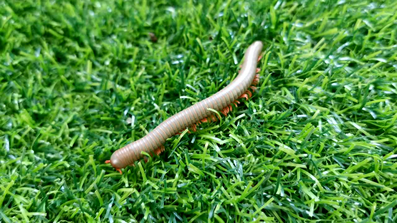 초록 잔디 위를 는 4k 백발