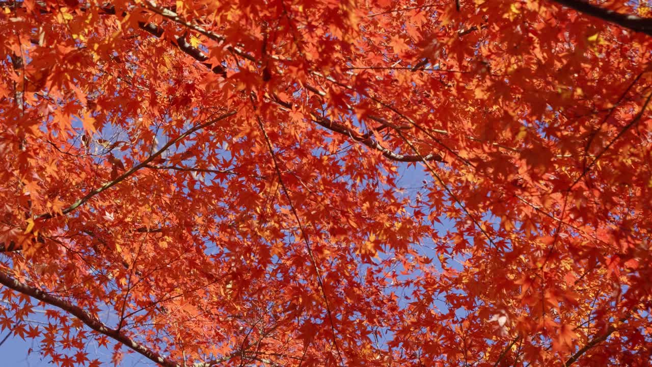 Frame filling slider shot over vivid red fall color scenery in Japan