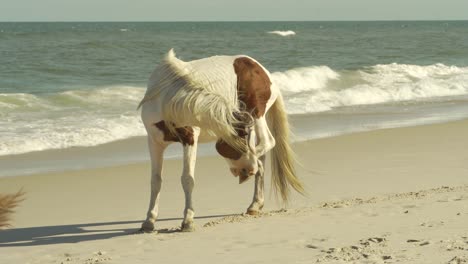 caballo rascándose en la orilla del océano