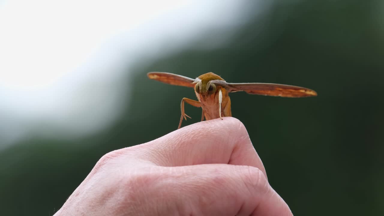 시간을 즐기는 듯 사람의 검지손가락 관절에 착지했다.