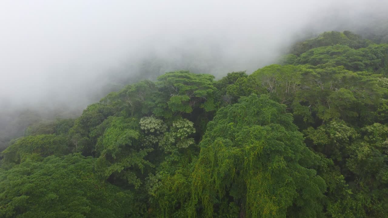 drone volando sobre el bosque en minca, colombia al amanecer con niebla