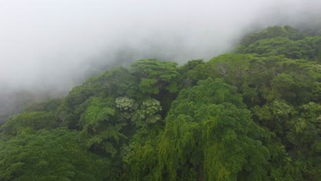 Drone-Volando-Sobre-El-Bosque-En-Minca,-Colombia-Al-Amanecer-Con-Niebla