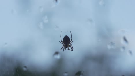 Pequeña-Araña-Moviéndose-Lentamente-A-Través-De-Una-Ventana-En-Un-Día-Sombrío