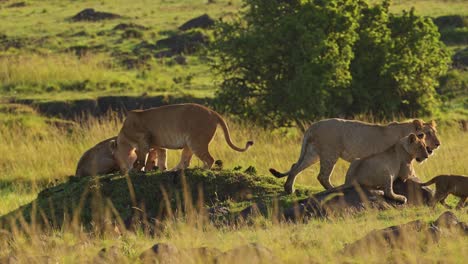 Toma-En-Cámara-Lenta-De-5-Grandes-Grupos-De-Leones-En-Una-Pequeña-Colina-Vigilando-Las-Llanuras-Africanas,-Importante-Conservación-De-La-Vida-Silvestre-En-La-Reserva-Nacional-Masai-Mara