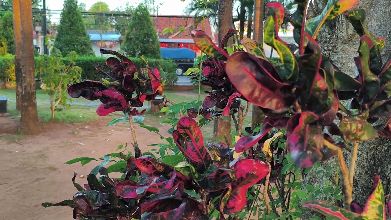 Folhas Coloridas de Cróton Balançando em um Jardim