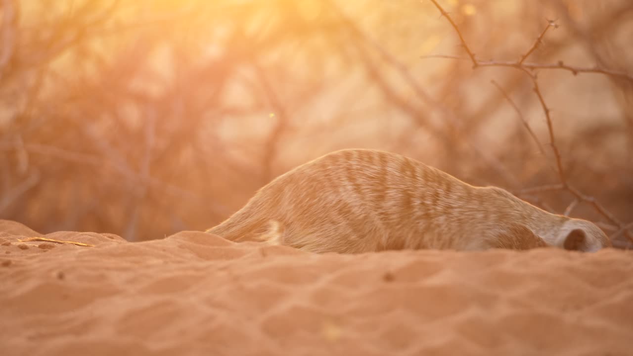 Meerkat in the Golden Hour Sunset