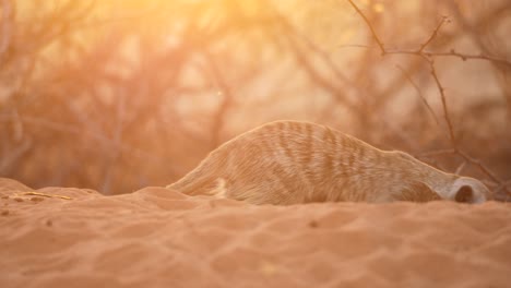 meerkat in the golden hour sunset