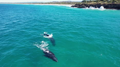 humpback whale spouting while swimming