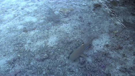 Blacktip-reef-sharks-swimming-in-shallow-water-filmed-from-above