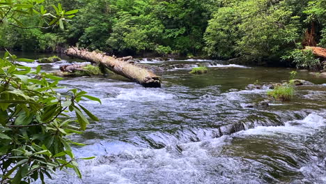 slow and gentle flowing river water in green forest. filmed in slow motion