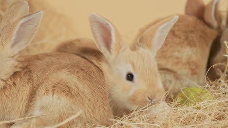 baby bunny crammed between siblings munching on a piece of hay - close-up eye level shot