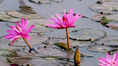 detail of incredible victoria regia flowers in a lake.