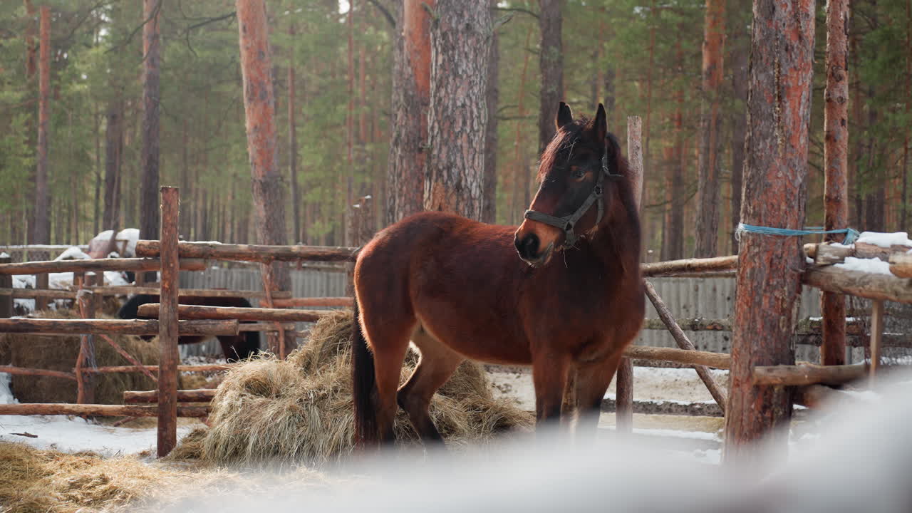 Крупный гнедой конь стоит возле сена в сосновом загоне во время небольшого снегопада, настороженная поза и насыщенный коричневый окрас контрастируют с белым фоном, вид рабочей лошади в деревенской обстановке на открытом воздухе