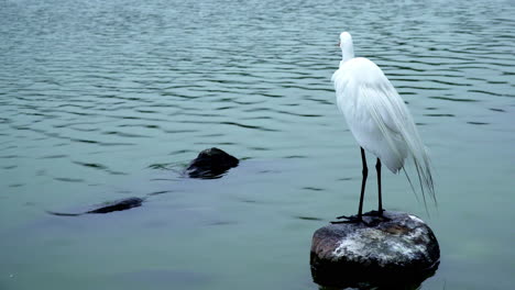 a tall great egret observing the natural environment on a rock in a lake