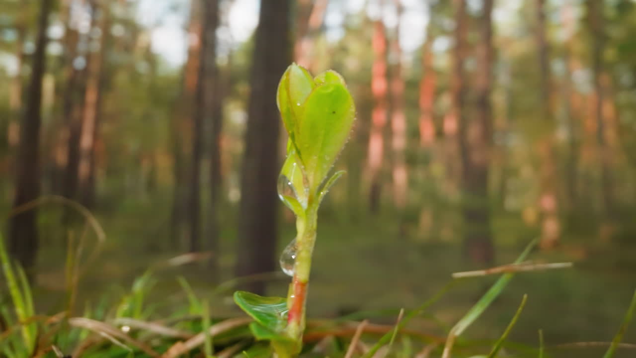 Gentle sprout grows on green lawn in forest under blue sky