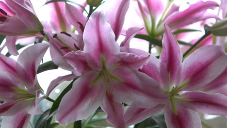 bright pink lily bunch. close-up