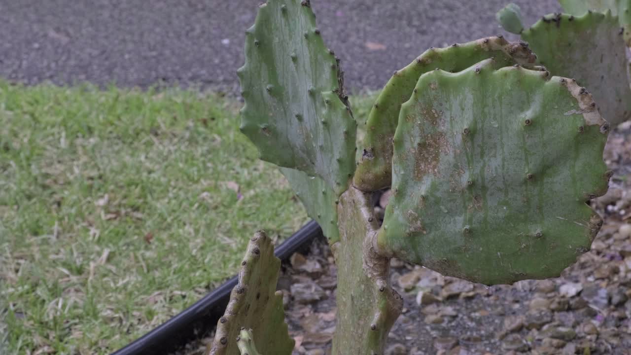 foto de cactus bajo la lluvia