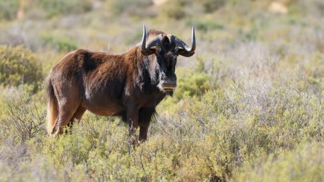 wildebeest grazing on grassland 4k