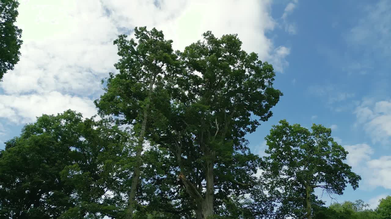 화창한 날 프랑스 노르망디의 한 들판 한가운데 있는 나무 주위를 회전하는 드론의 4k 영화적 자연 영상