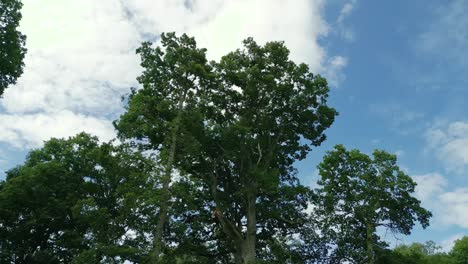 imágenes de naturaleza cinematográfica de 4k de un dron girando alrededor de un árbol en medio de un campo en normandía, francia en un día soleado