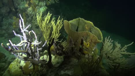 Buceo-De-Arrecife-En-La-Noche