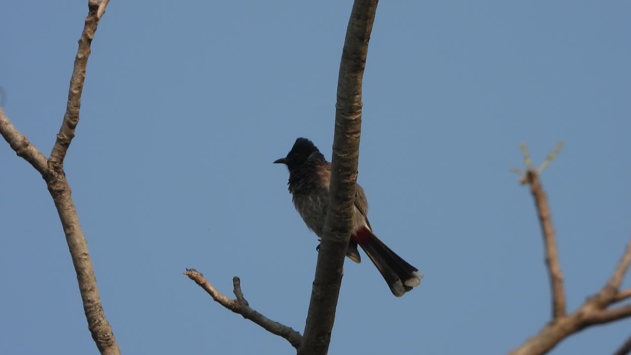 bulbul de ventilación roja relajándose en el árbol