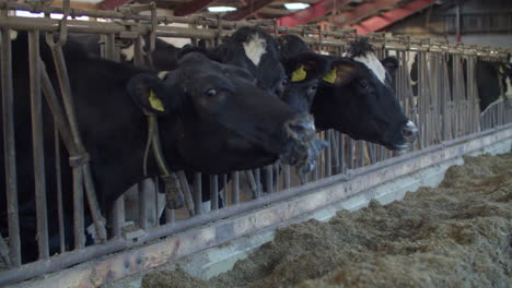 Concepto-De-Industria-Agrícola,-Agricultura-Y-Ganadería---Rebaño-De-Vacas-Comiendo-Heno-En-Establo-En-Granja-Lechera