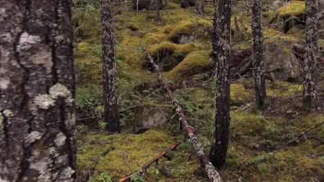 punto de vista moviéndose a lo largo de un sendero y al lado de hermosas cascadas genéricas en un bosque
