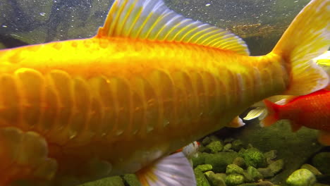 koi y peces dorados nadan bajo el agua en un estanque