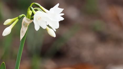 close-up of white flower in natural setting