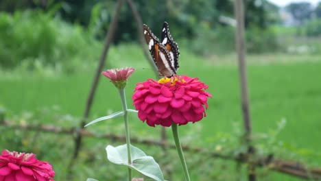 Las-Mariposas-Se-Posan-Y-Vuelan-Después-De-Alimentarse-De-La-Hermosa-Flor-Rosa