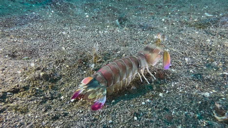 pink-eared mantis shrimps moving slowly over dark sandy seabed with some rubble