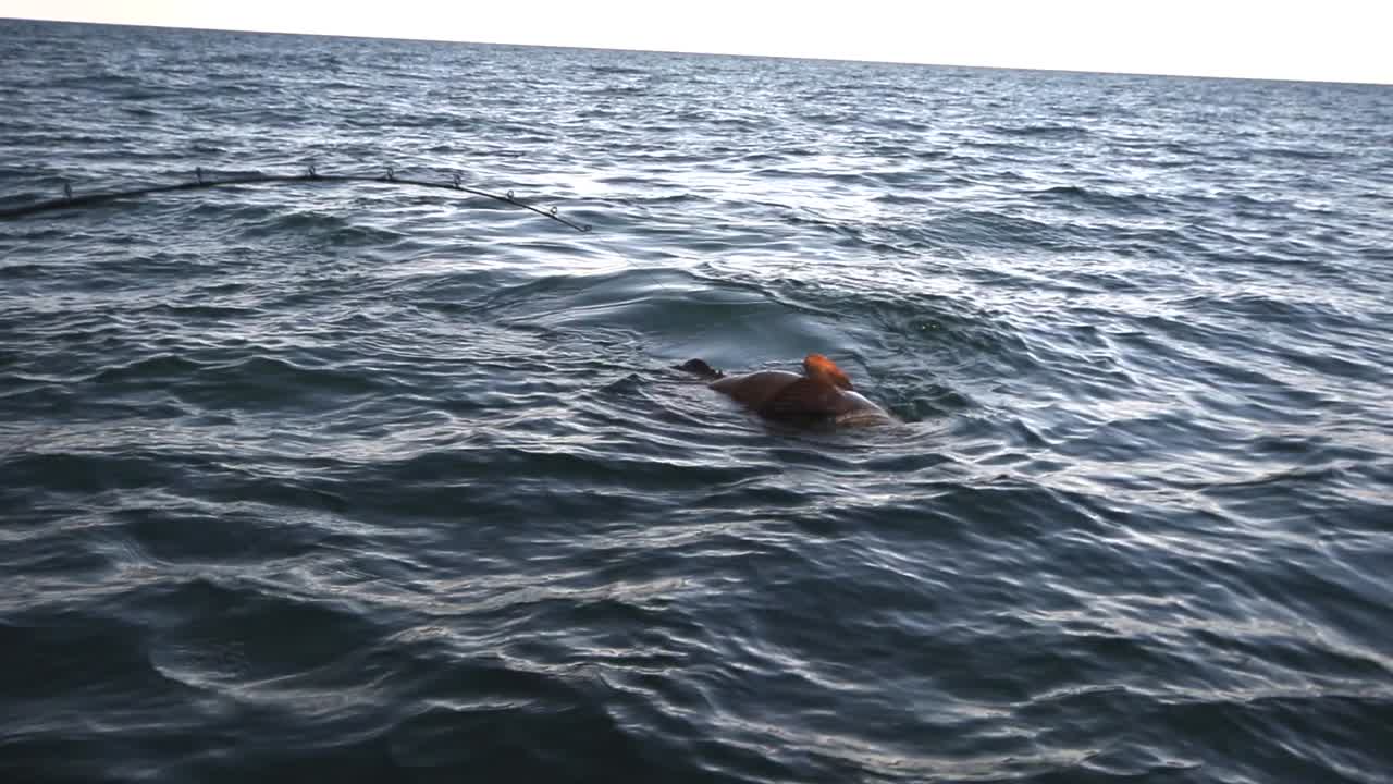 gran pez en la línea de pesca