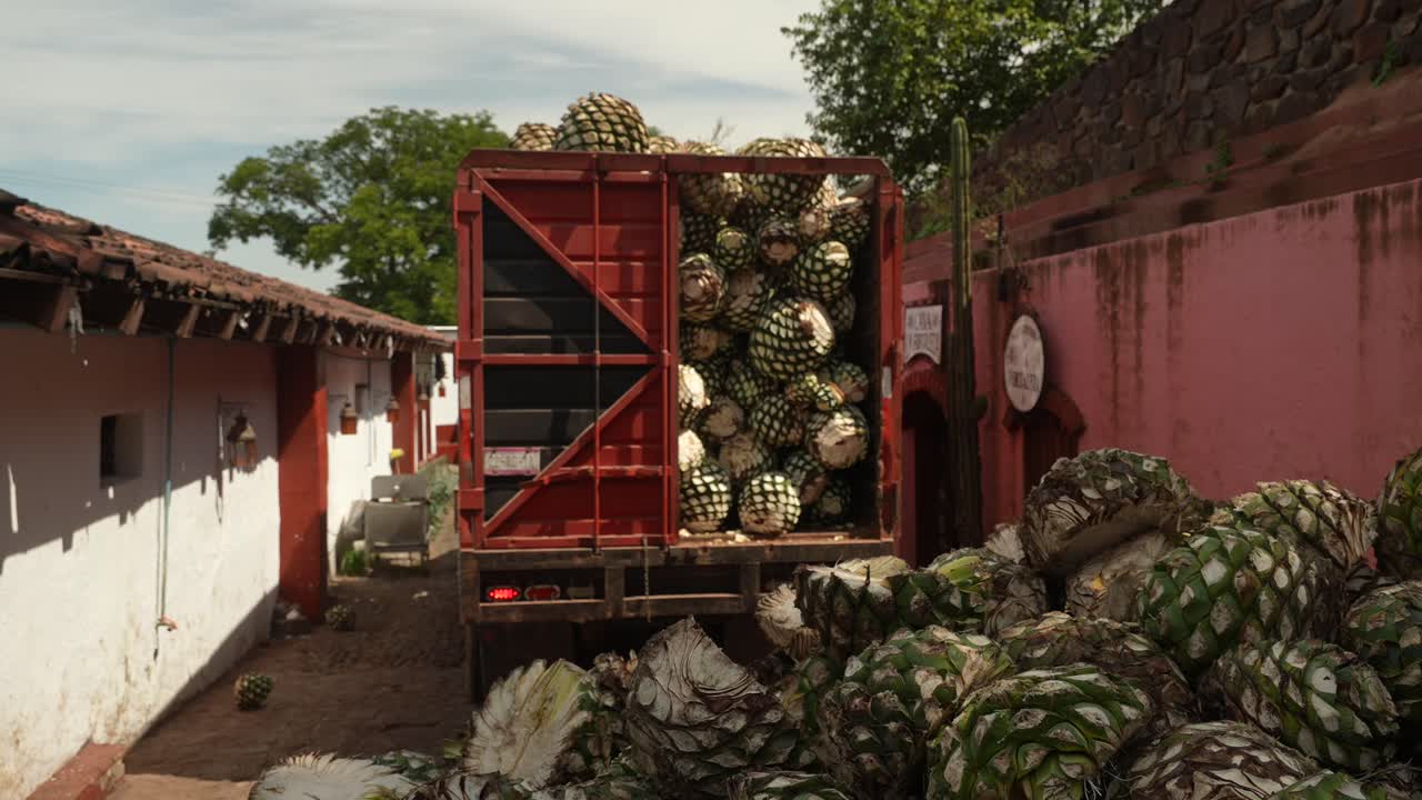 Un camion rosso fermo in uno stretto vicolo, che si prepara a scaricare un raccolto di grandi e freschi cuori di Agave Blu a Tequila City, Messico, durante un pomeriggio sereno. Inquadratura generale statica.