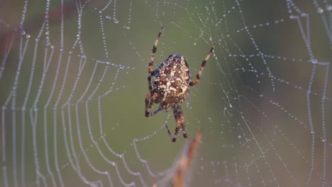 Hermosa-Araña-Grande,-Araña-De-Jardín-Europea-Femenina-Colgando-En-Una-Telaraña-Cubierta-De-Rocío