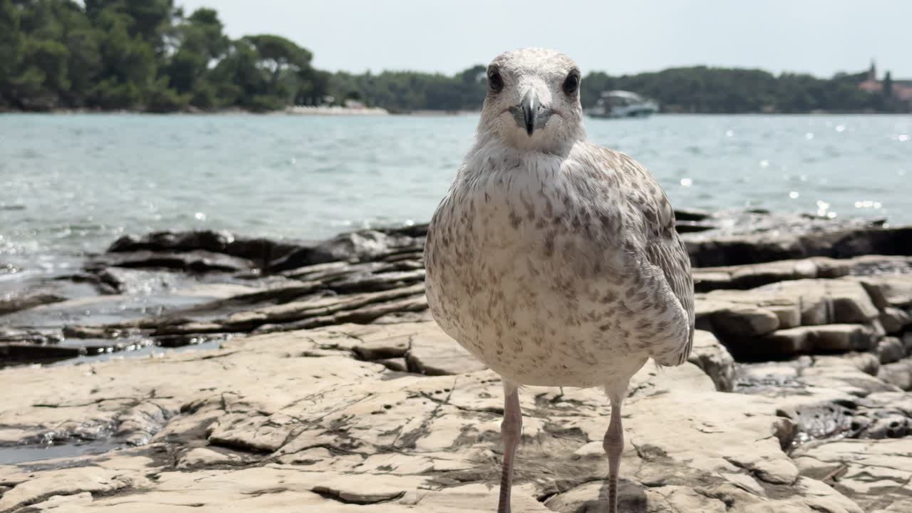 Yellow-legged Gull (Larus michahellis) – common in Mediterranean and Adriatic coastal regions