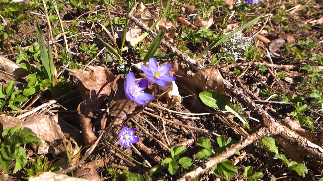 Belas flores selvagens de hepática roxa, Hepatica nobilis, florescendo no início da primavera em um chão de floresta ensolarado entre folhas secas e musgo verde, anunciando a chegada da nova estação.