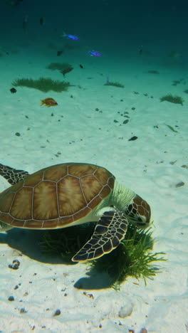 sea turtle in the ocean