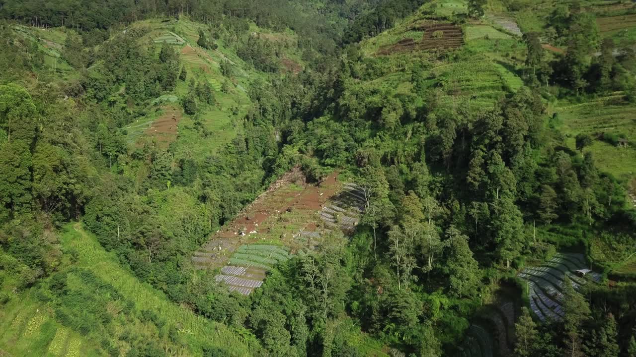 vuelo aéreo acercándose a bosques verdes, plantaciones de hortalizas en terrazas en la montaña en asia