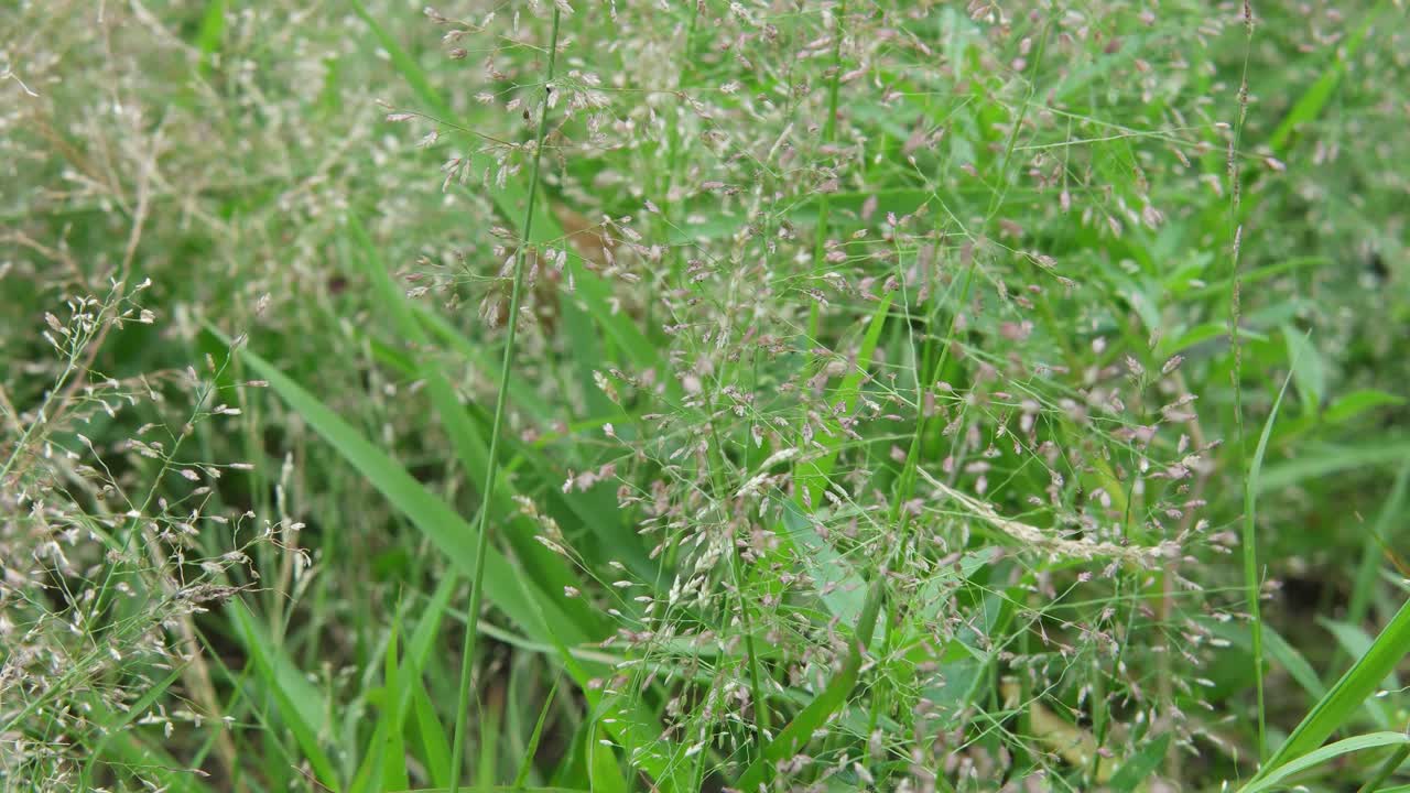erba verde mossa dalla brezza leggera