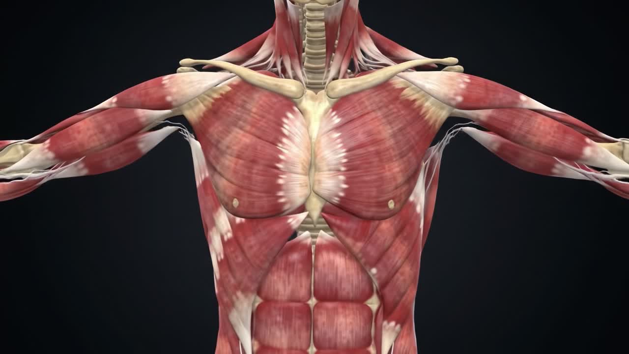 Exploring Human Anatomy: A Detailed Visualization of Muscular and Skeletal Structures in Motion Revealing Complex Interactions and Designs