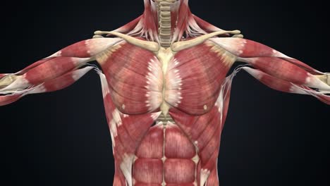 exploring human anatomy: a detailed visualization of muscular and skeletal structures in motion revealing complex interactions and designs