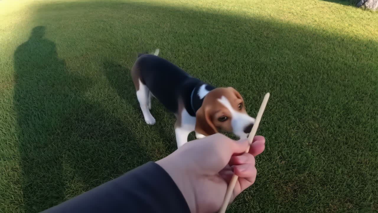 A beagle puppy playing with a stick in the grass