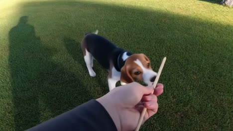 a beagle puppy playing with a stick in the grass