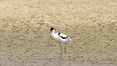 Avocet-wading-seabird-feeding-on-the-marshlands-of-the-lincolnshire-coast-marshlands,-UK