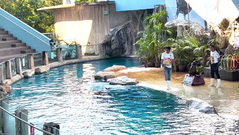 seal show at an aquarium or zoo