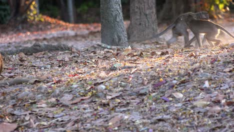 tres pequeños monos peleando juguetonamente y rodando por las hojas secas de la jungla