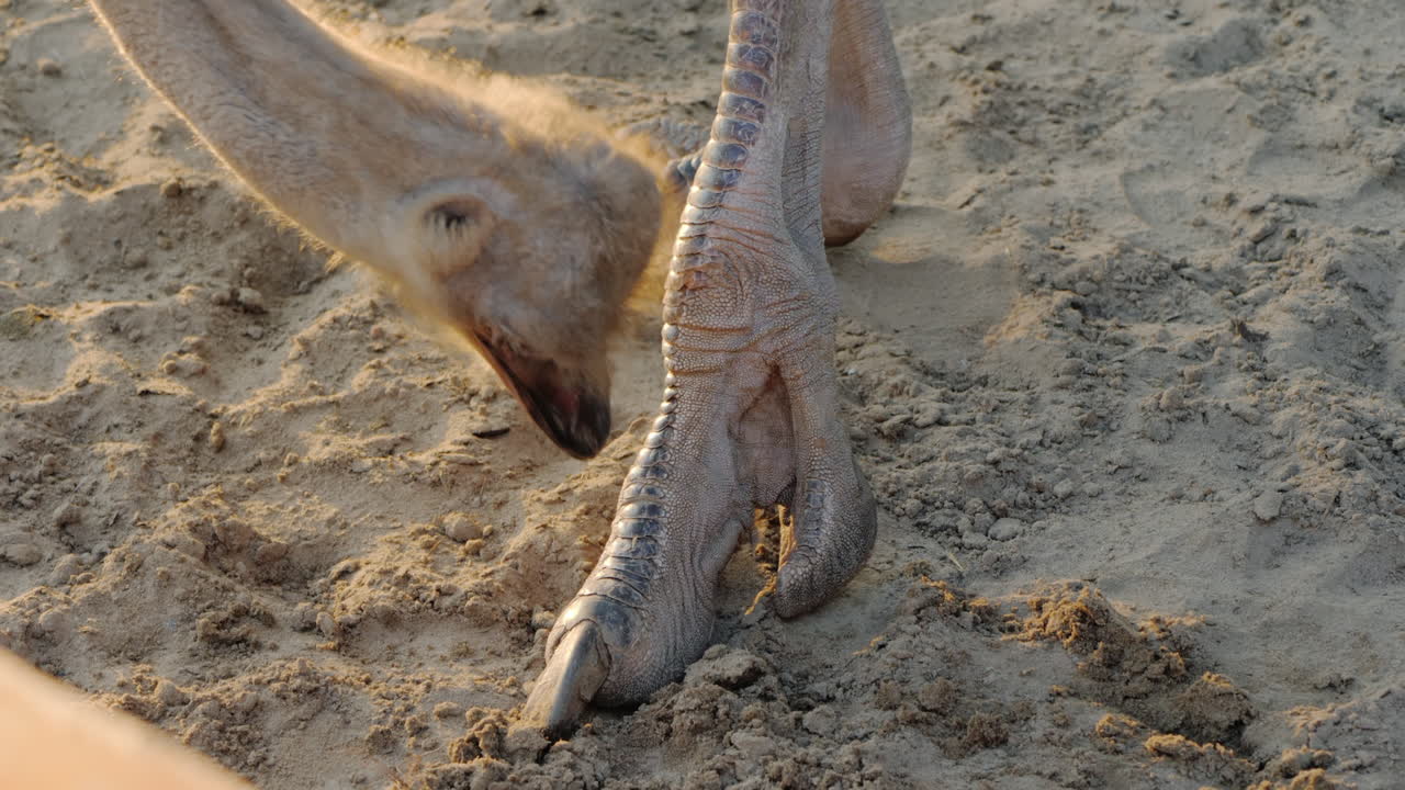 el avestruz se muerde la pierna hace una pedicura concepto de animales divertidos